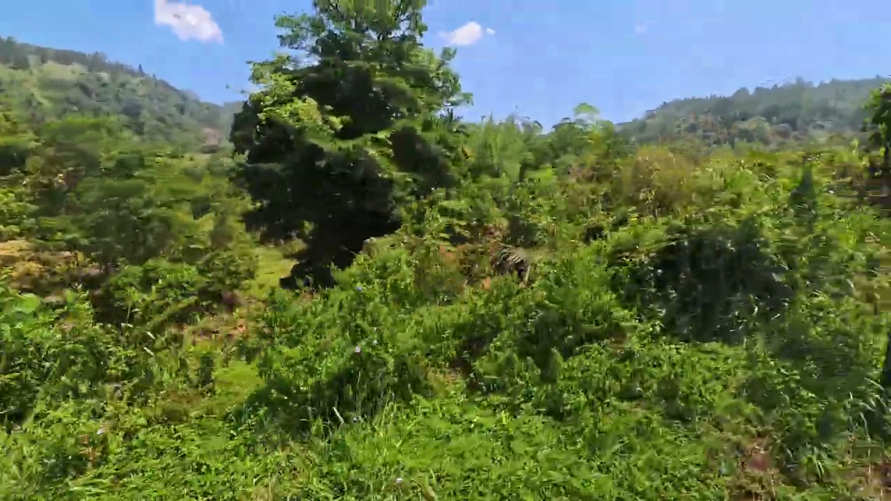Green mountains of Sri Lanka hill country seen from the train