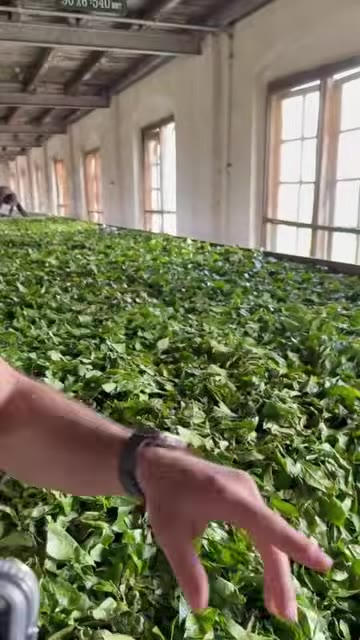 Tea tasting and graded Ceylon tea leaves at a Sri Lanka highland factory