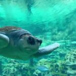 Best Places to Visit in Orlando: A Practical 2026 Travel Guide