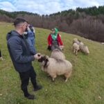 Romania Traditional Shepherd Culture in the Carpathians: A Practical 2026 Guide