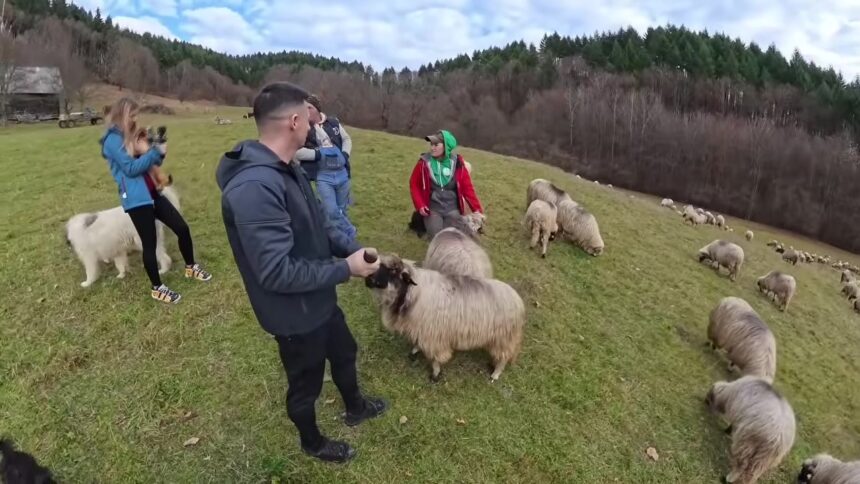 Romania Traditional Shepherd Culture in the Carpathians: A Practical 2026 Guide