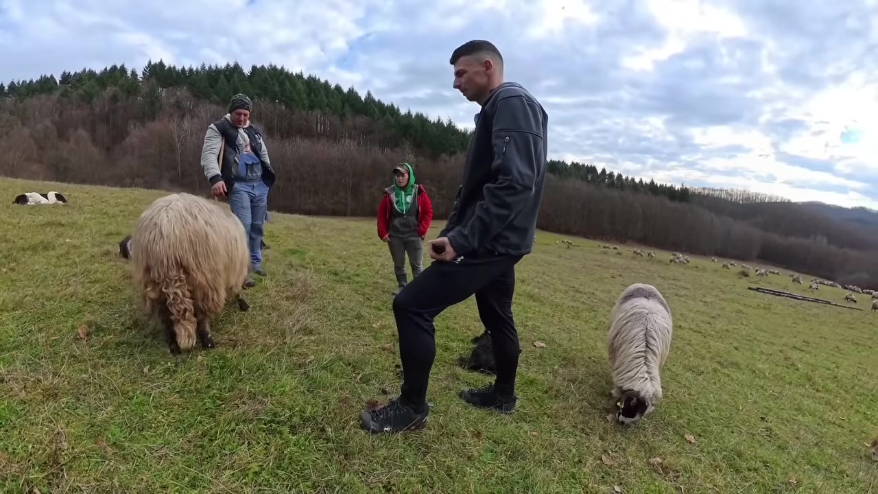Traditional Romanian farmhouse and sheep enclosure in the Carpathian countryside
